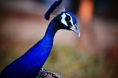 Close-up of a peacock