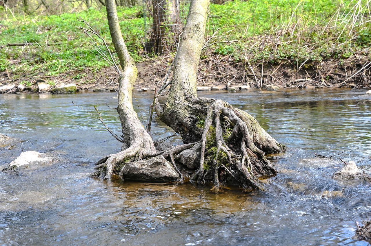 DRIFTWOOD IN FOREST