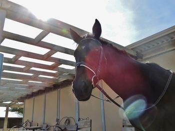 Close-up of horse in pen against sky