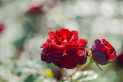 Close-up of red rose