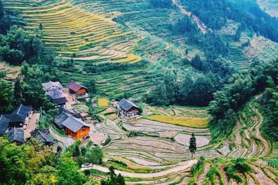 High angle view of rice paddy