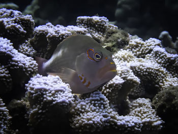 Close-up of fish underwater