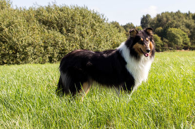 Grass grazing on grassy field