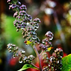 Close-up of purple flowers