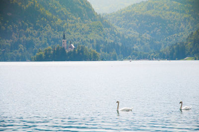 Swans swimming in lake
