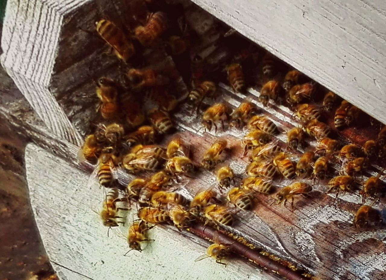 bee, apiculture, insect, invertebrate, beehive, honey bee, group of animals, close-up, high angle view, wood - material, animal wildlife, large group of animals, animal themes, animals in the wild, animal, no people, beauty in nature, honeycomb, day, food, snack