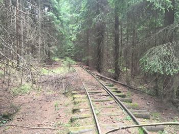 Railroad track in forest