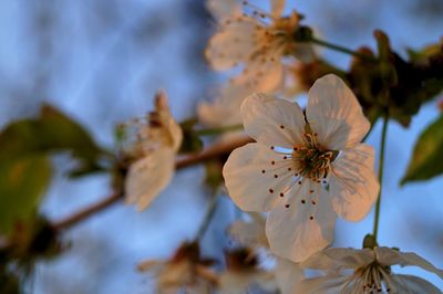 Close-up of cherry blossoms in spring