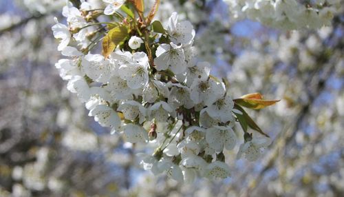 Close-up of magnolia on branch