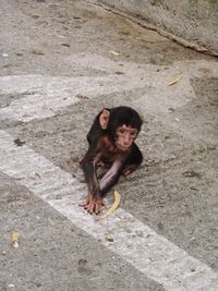 Portrait of monkey on stone wall