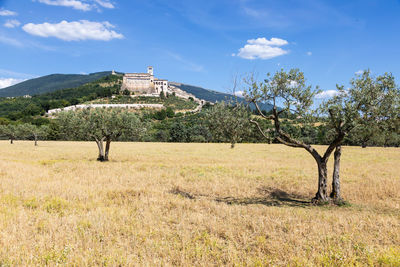 Trees on field against sky