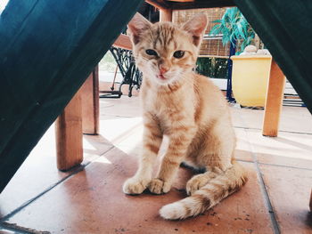 Portrait of kitten sitting on floor