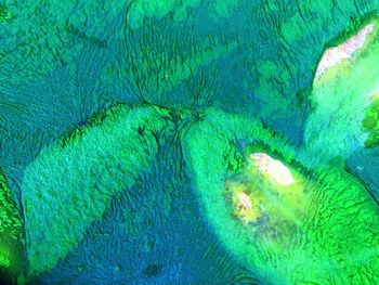 Close-up of turtle swimming in sea