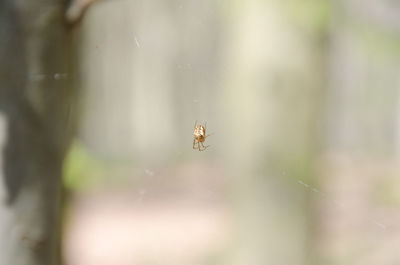 Close-up of spider on web