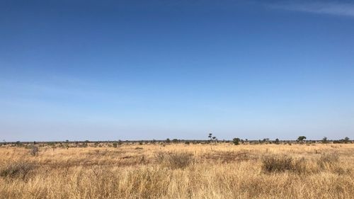 Scenic view of field against clear blue sky