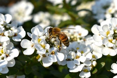 Close-up of bee on white flower