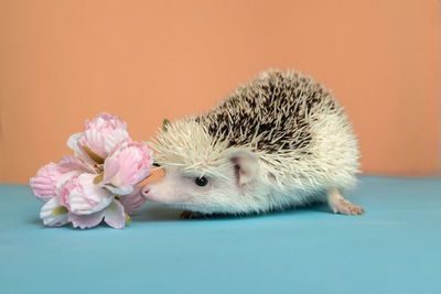 Cute funny hedgehog smells flowers. treating seasonal allergies. allergy to animals and flowering. 