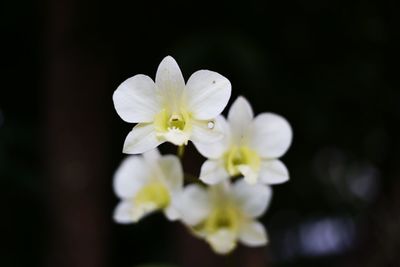 Close-up of white flowering plant