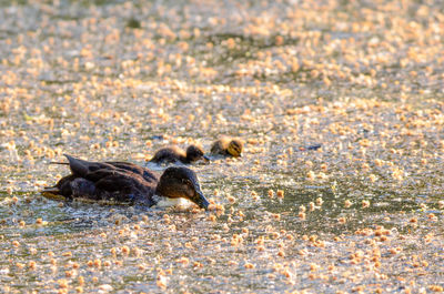 Side view of duck swimming in shallow water