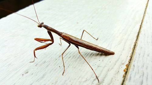 Close-up of grasshopper on leaf