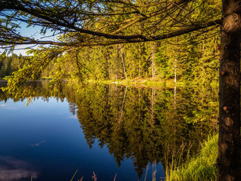 Scenic view of lake in forest