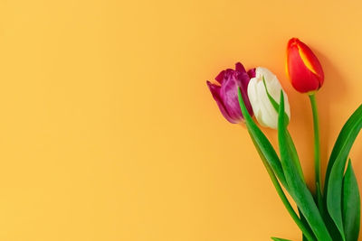 Close-up of pink tulip flower against yellow background