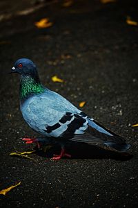 Pigeon in a deserted place