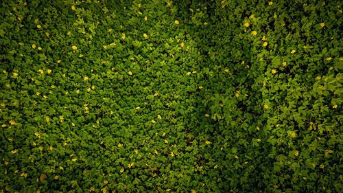 Full frame shot of green grass