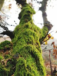 Close-up of moss growing on tree trunk