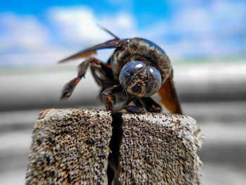 Close-up of insect on rock