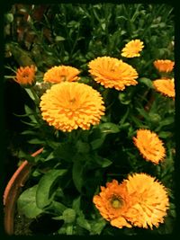 Close-up of yellow flower