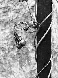 Close-up of snail on plant