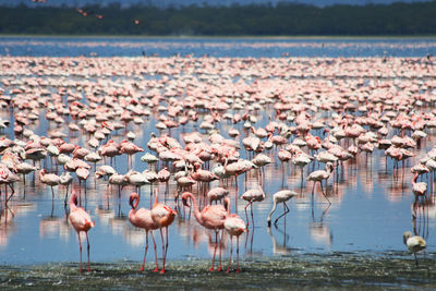 Flock of birds in lake