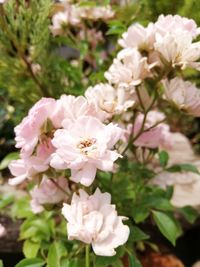 Close-up of pink cherry blossoms