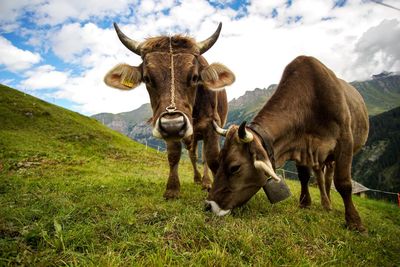 Two cows standing on a green meadow in the swiss alps