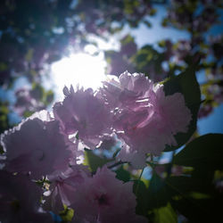 Close-up of pink cherry blossoms in spring