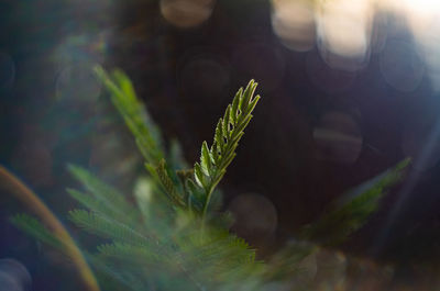 Close-up of fresh green plant