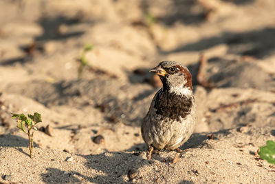 Male or female house sparrow or passer domesticus is a bird of the sparrow family passeridae