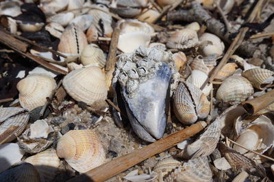 High angle view of shells