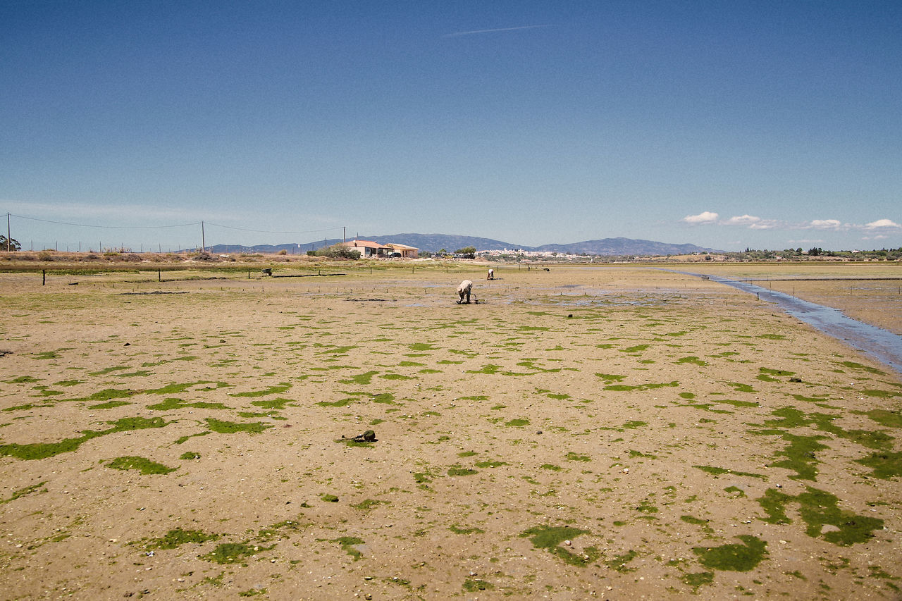 SCENIC VIEW OF BEACH AGAINST BLUE SKY