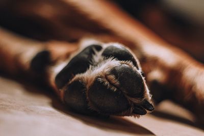 Close-up of a dog sleeping