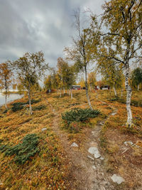 Trees on field against sky