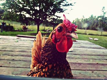 Close-up of rooster