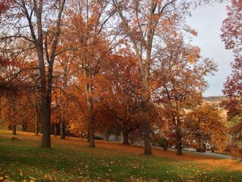 Autumn trees on field