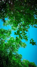 Low angle view of a tree against sky
