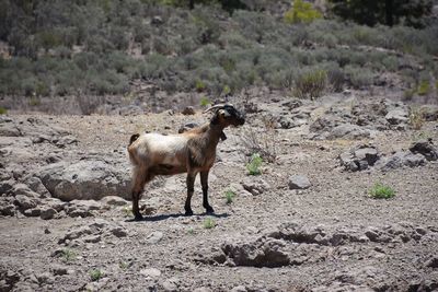 Lonely standing animal somewhere in the mountains 