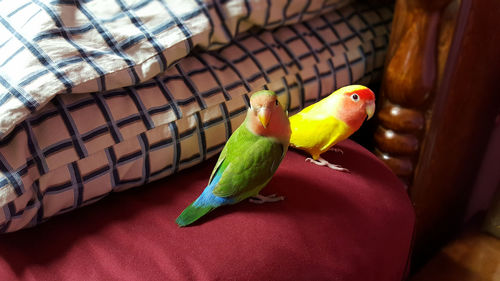 Close-up of parrot in cage