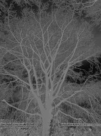 Full frame shot of bare trees on field