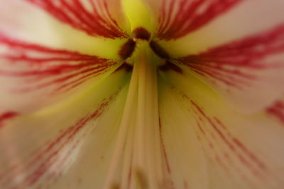 Macro shot of flower