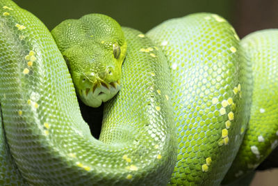 Close-up of green snake